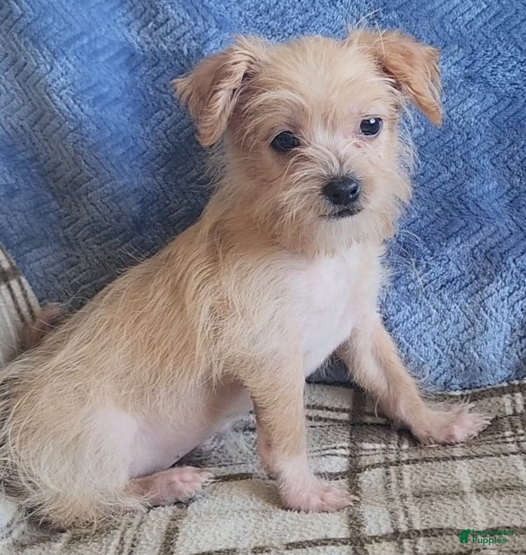 Mixed Breed dogs for sale: Maddie - Ad 6