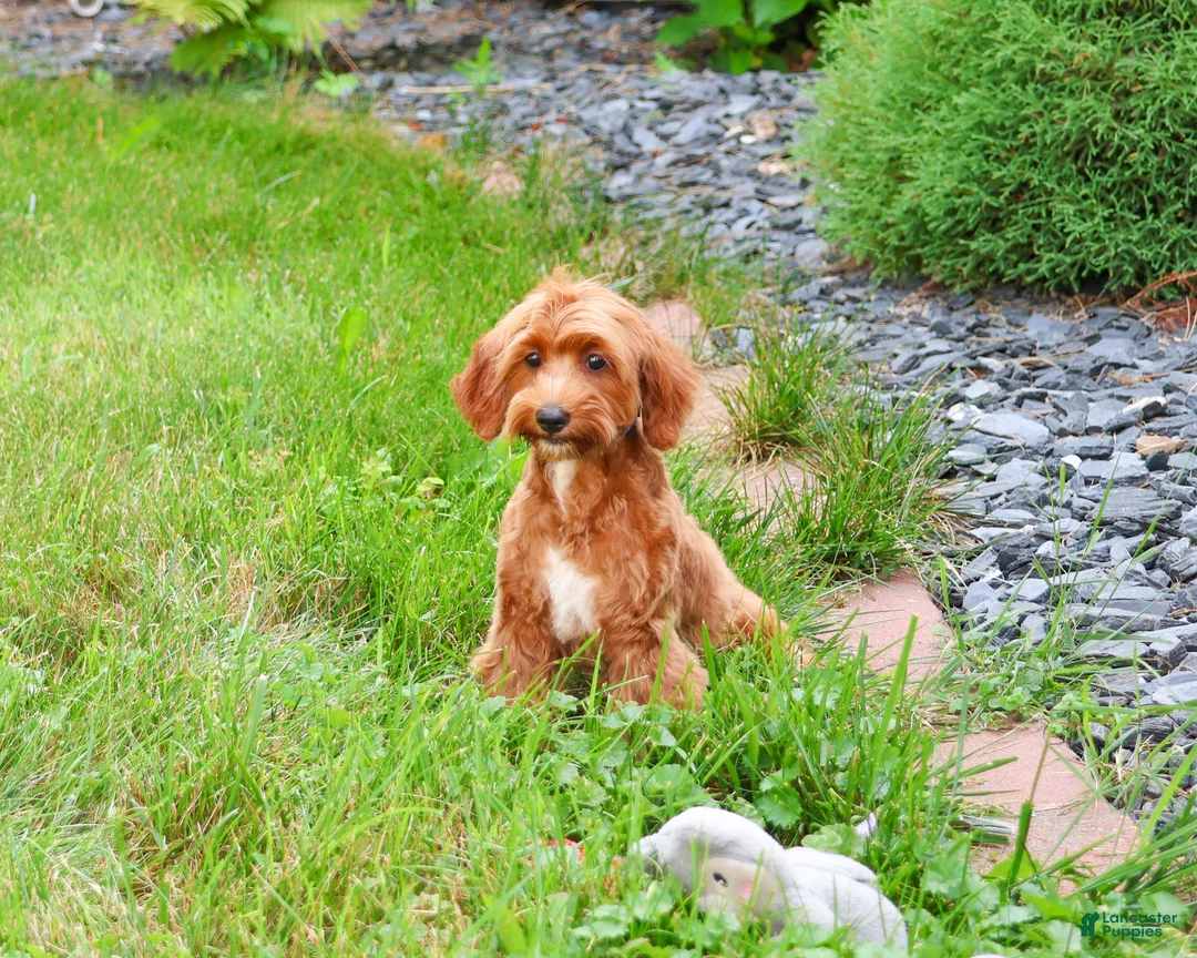 Cavapoo dogs for sale: Kelsie - Ad 2