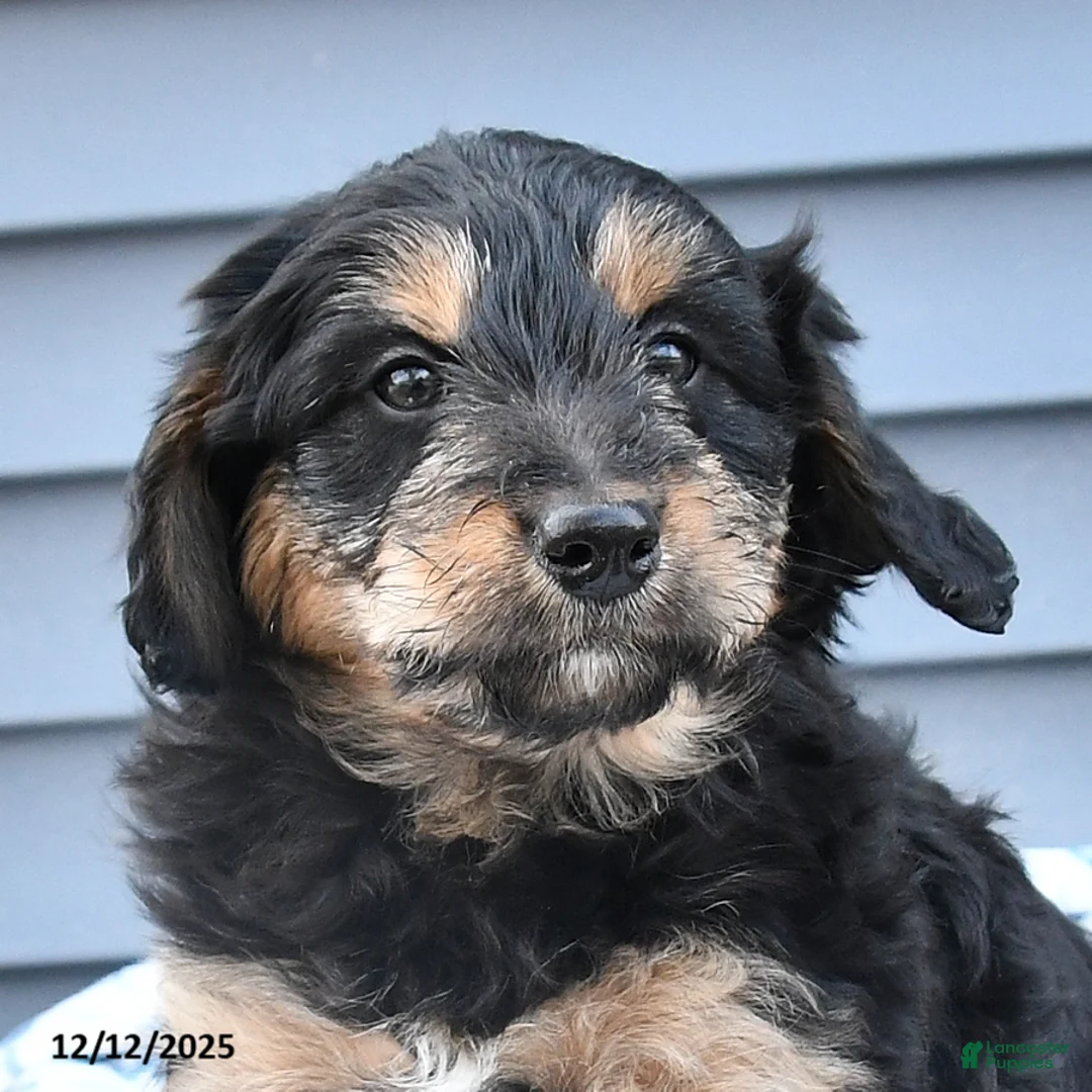 Mixed Breed dogs for sale: Angel - Ad 5