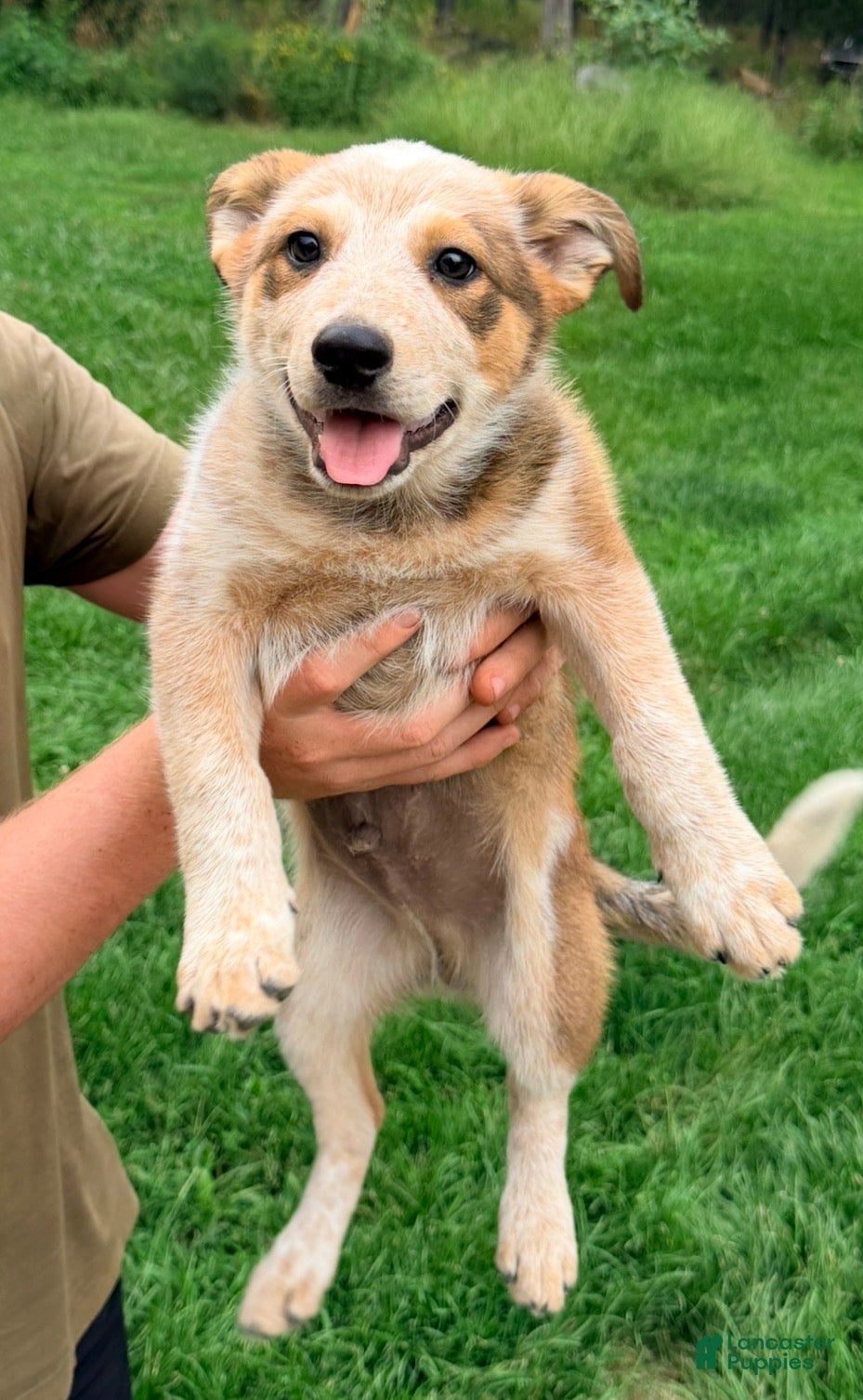 Australian Cattle Dog dogs Jax - Ad 36
