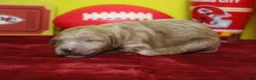 Goldendoodle dogs for sale: Blaze  - Ad 5