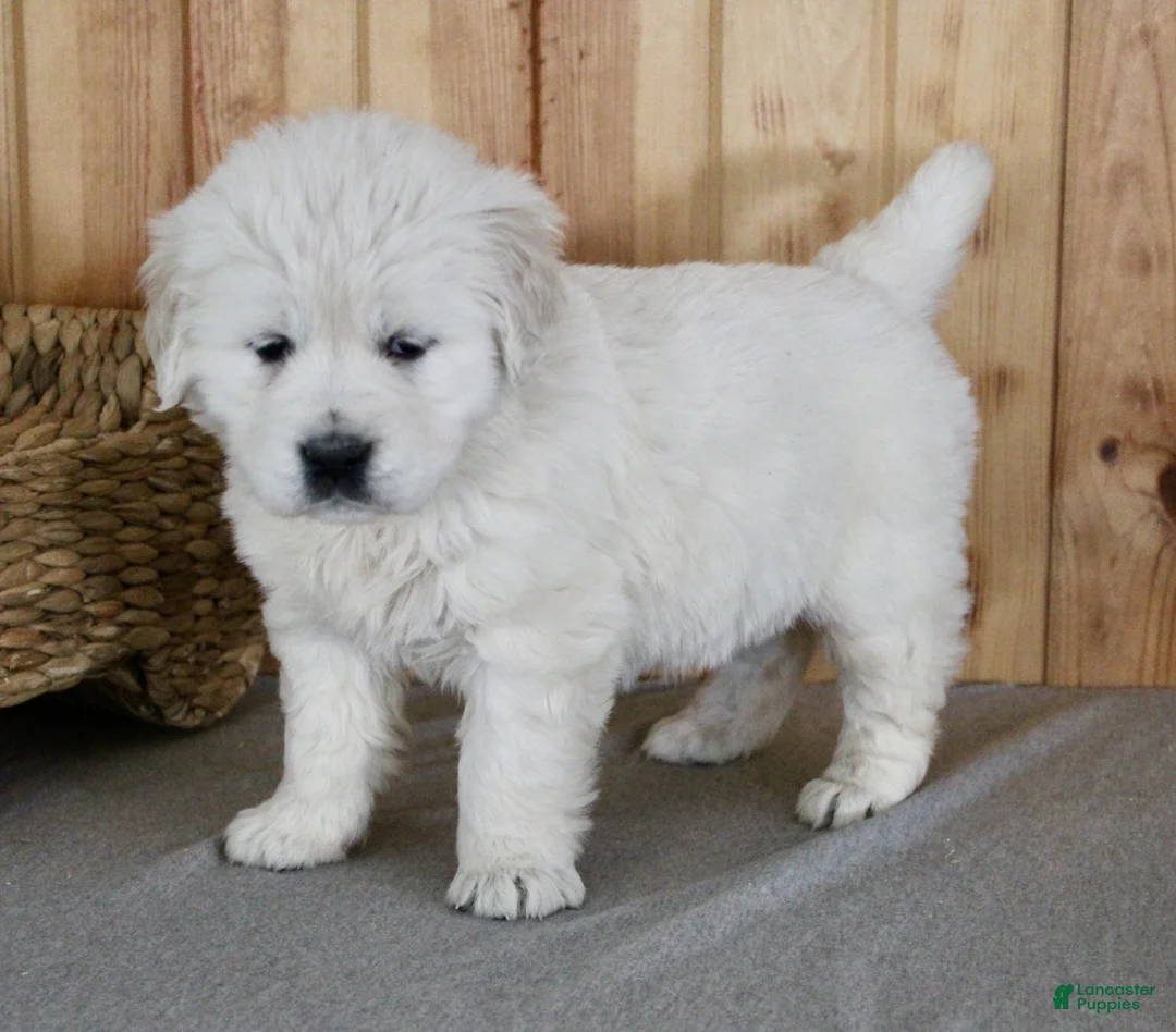 Golden Retriever dogs for sale: Cookie - Ad 3