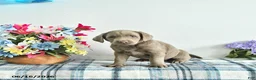 Labrador Retriever dogs for sale: Misty - Ad 4