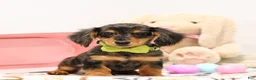 Miniature Dachshund dogs for sale: Fletcher - Ad 2