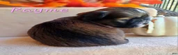 Lhasa Apso dogs for sale: AKC Rayme - Ad 3