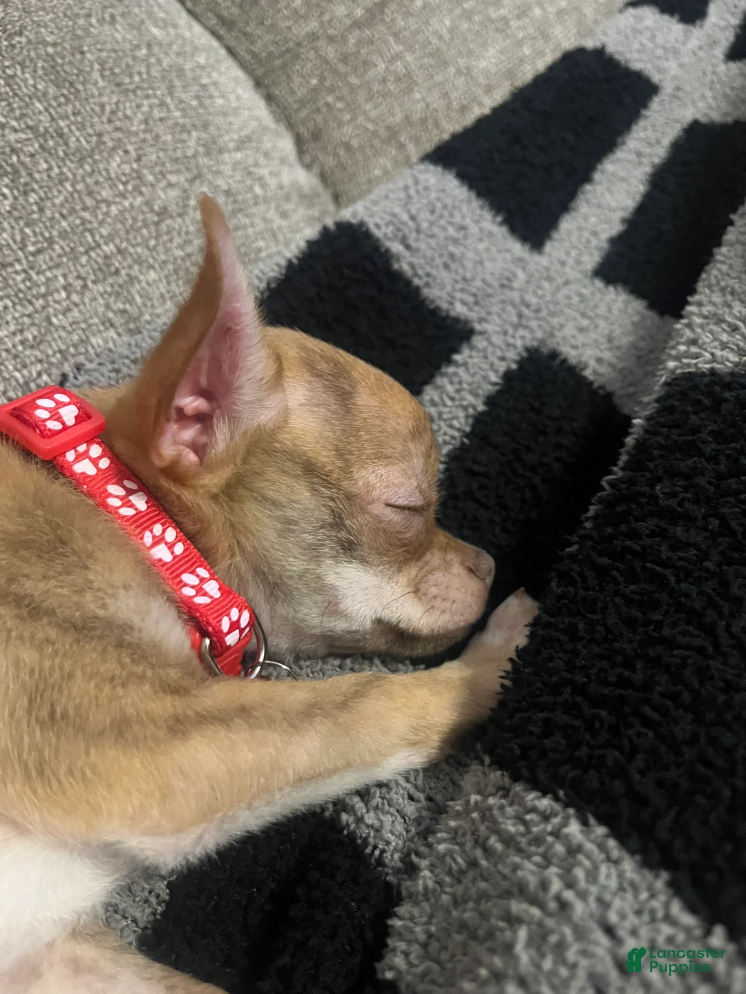 Chihuahua dogs for sale: Chihuahua Puppy 1 - Ad 5
