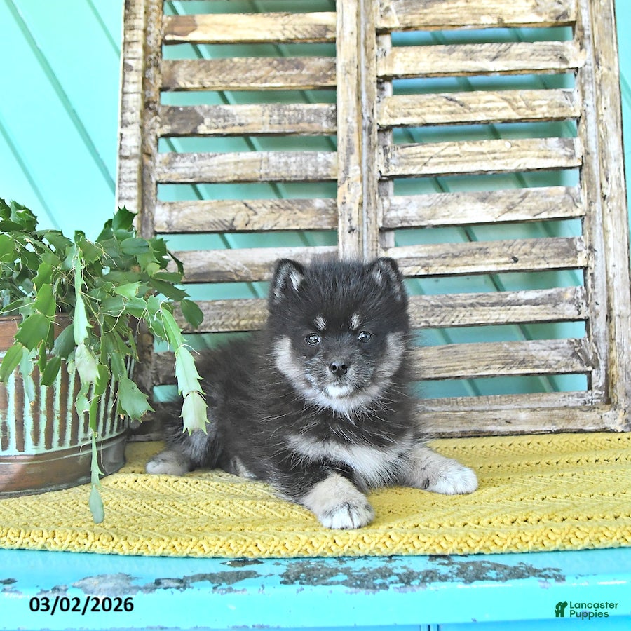 Pomsky dogs Luna  - Ad 1