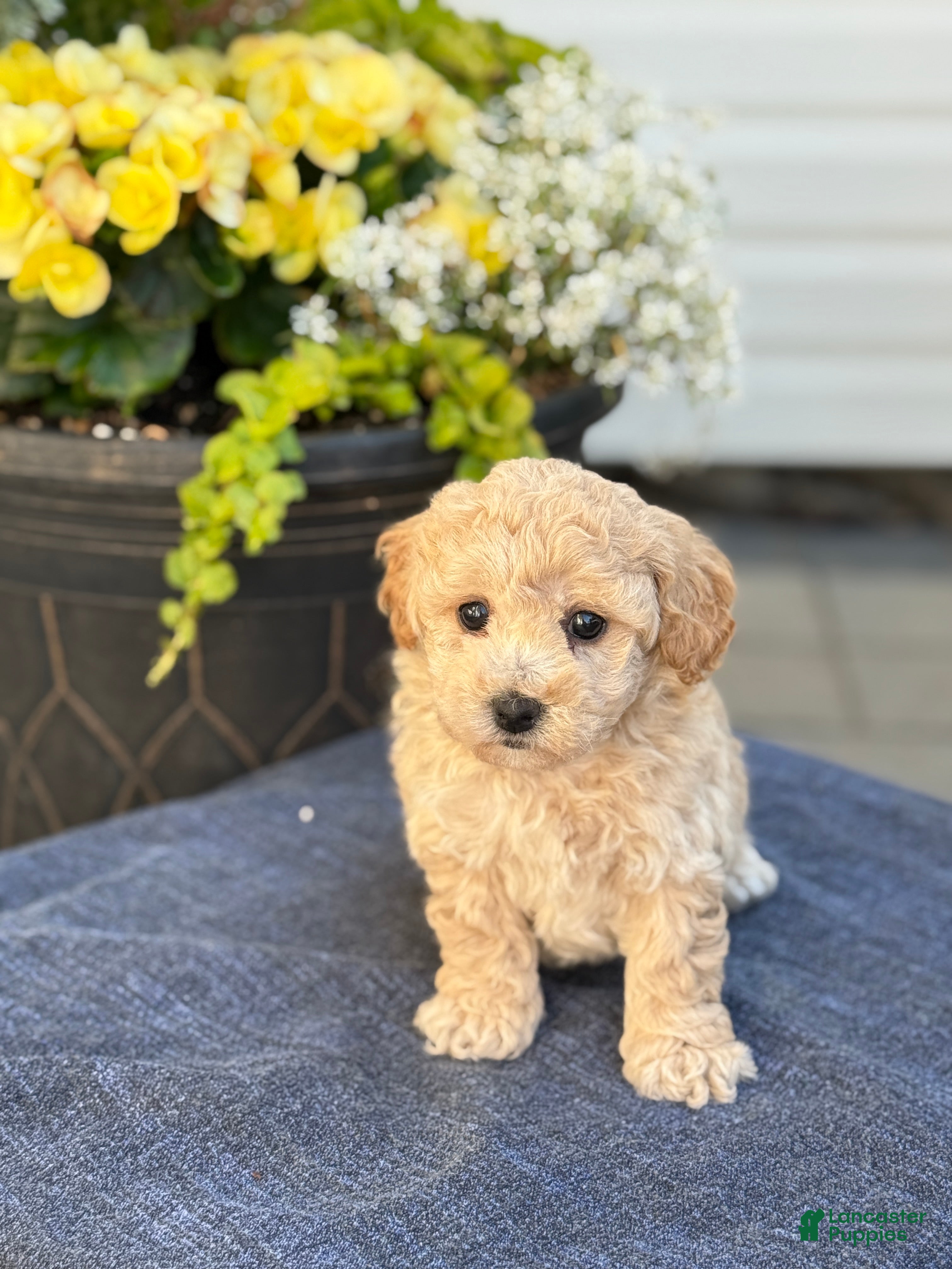 Bichpoo dogs for sale: Franklin - Ad 13