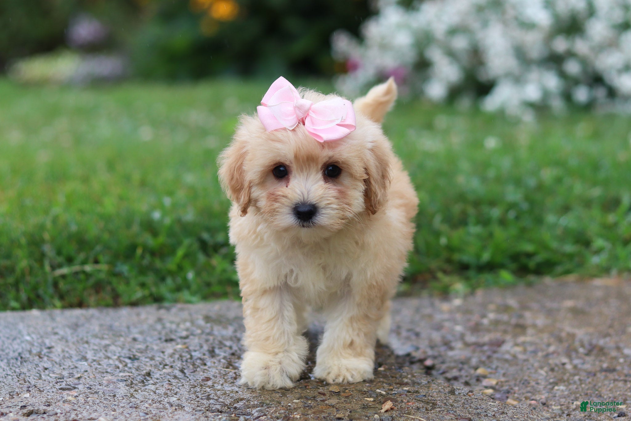Mixed Breed dogs Lily - Ad 2