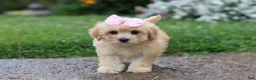 Mixed Breed dogs for sale: Lily - Ad 2