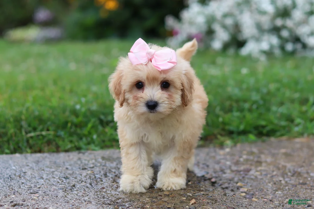 Mixed Breed dogs for sale: Lily - Ad 2