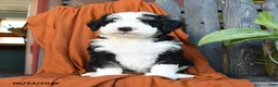 Bernedoodle dogs for sale: Quake - Ad 5