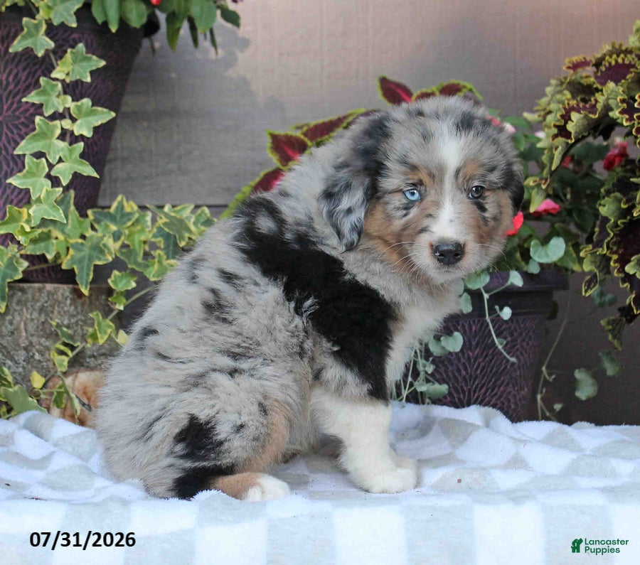 Australian Shepherd dogs Murphy - Ad 2