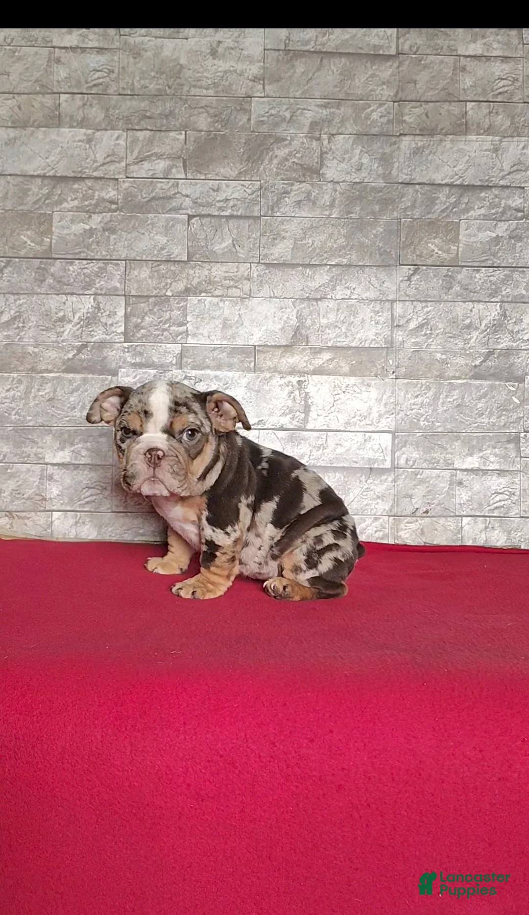 English Bulldog dogs for sale: Reba - Ad 2