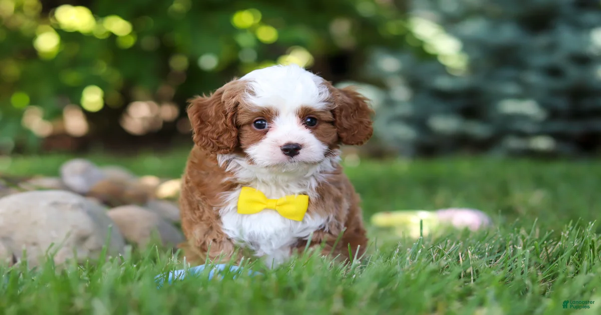 Oliver Cavapoo for sale in Dundee | Lancaster Puppies
