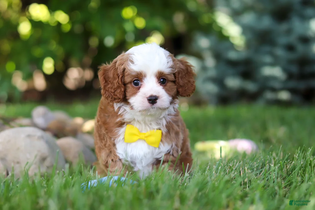Cavapoo dogs for sale: Oliver - Ad 1