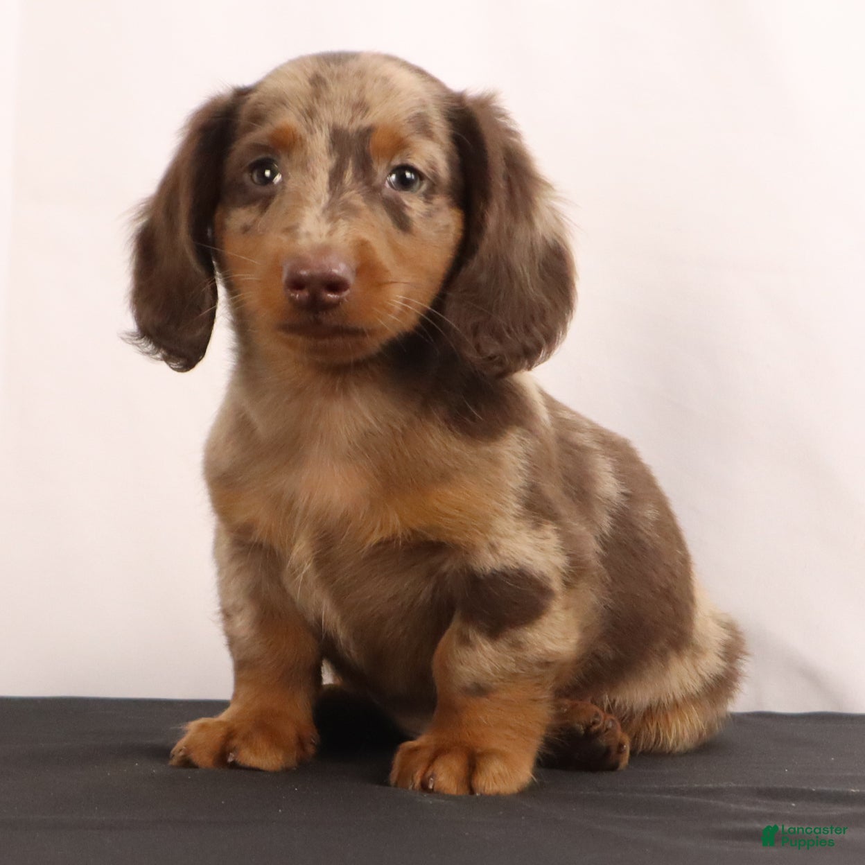 Dachshund dogs Duke - Ad 2