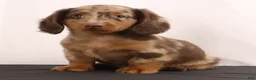 Dachshund dogs for sale: Duke - Ad 2