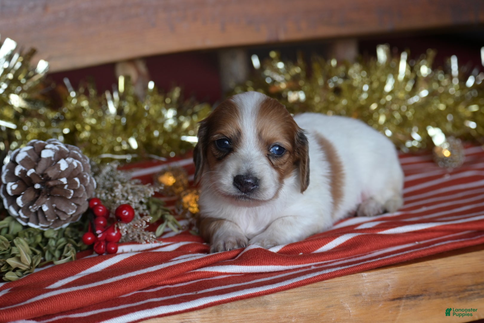 Dachshund dogs for sale: Holly - Ad 2