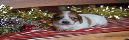 Dachshund dogs for sale: Holly - Ad 2