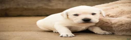 Labrador Retriever dogs for sale: Sharlotte - Ad 3