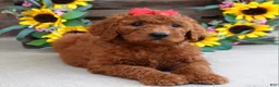 Goldendoodle dogs for sale: Ruby - Ad 4