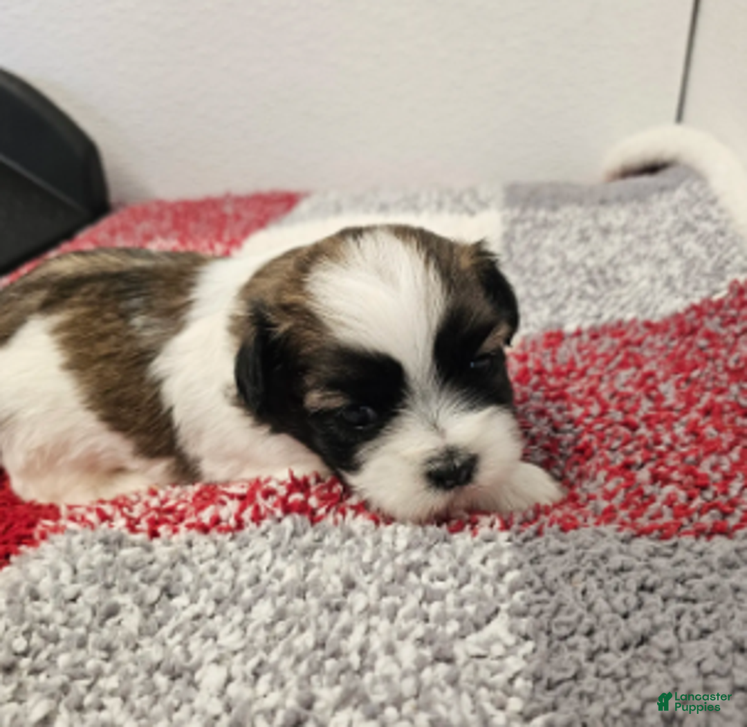 Shih Tzu dogs for sale: Archie Ckc - Ad 5