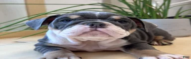 English Bulldog Puppy 6