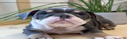 English Bulldog dogs for sale: English Bulldog Puppy 6 - Ad 1