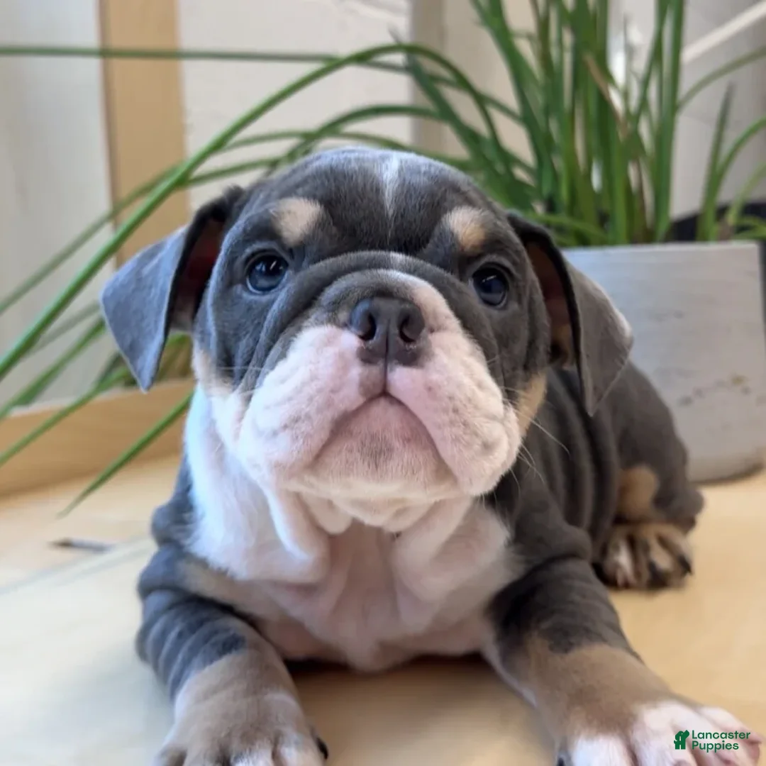 English Bulldog dogs for sale: English Bulldog Puppy 6 - Ad 1