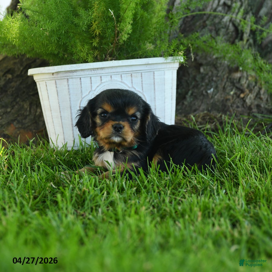 Cavalier King Charles Spaniel dogs Madison - Ad 2