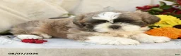 Shih Tzu dogs for sale: Romeo - Ad 3