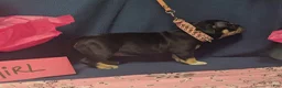 American Bully dogs for sale: American Bully 4 - Ad 1