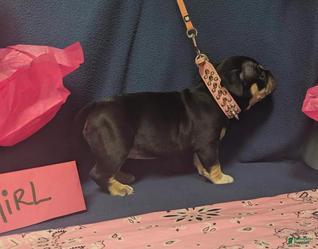 American Bully dogs for sale: American Bully 4 - Ad 1