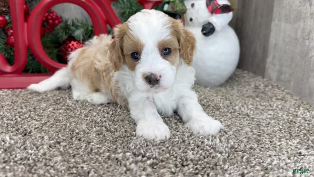 Cavapoo dogs for sale: Cavapoo Puppy 1 - Ad 2