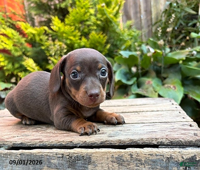 Dachshund dogs Fable - Ad 1