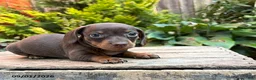 Dachshund dogs for sale: Fable - Ad 1