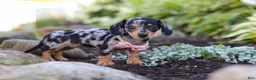 Miniature Dachshund dogs for sale: Stella - Ad 5