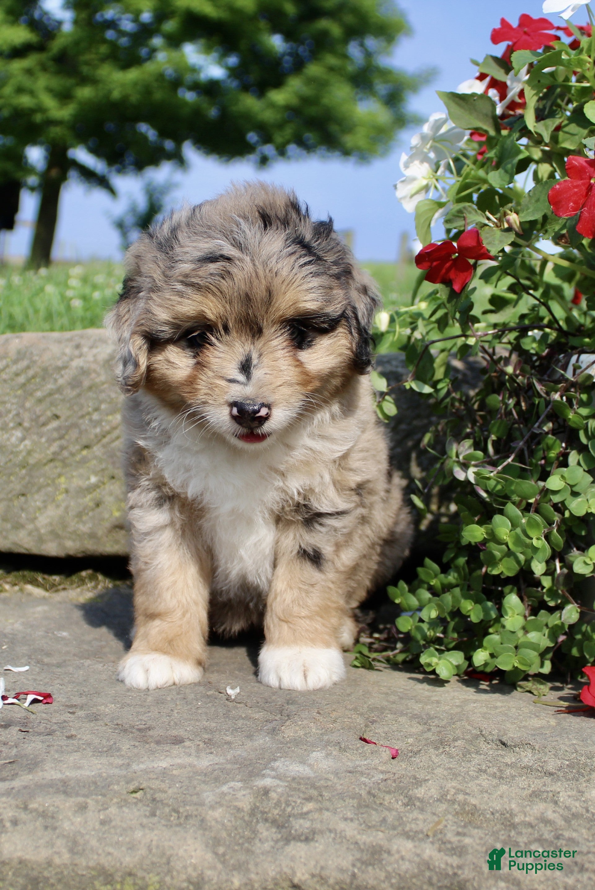 Mini Aussiedoodle dogs Lola - Ad 2