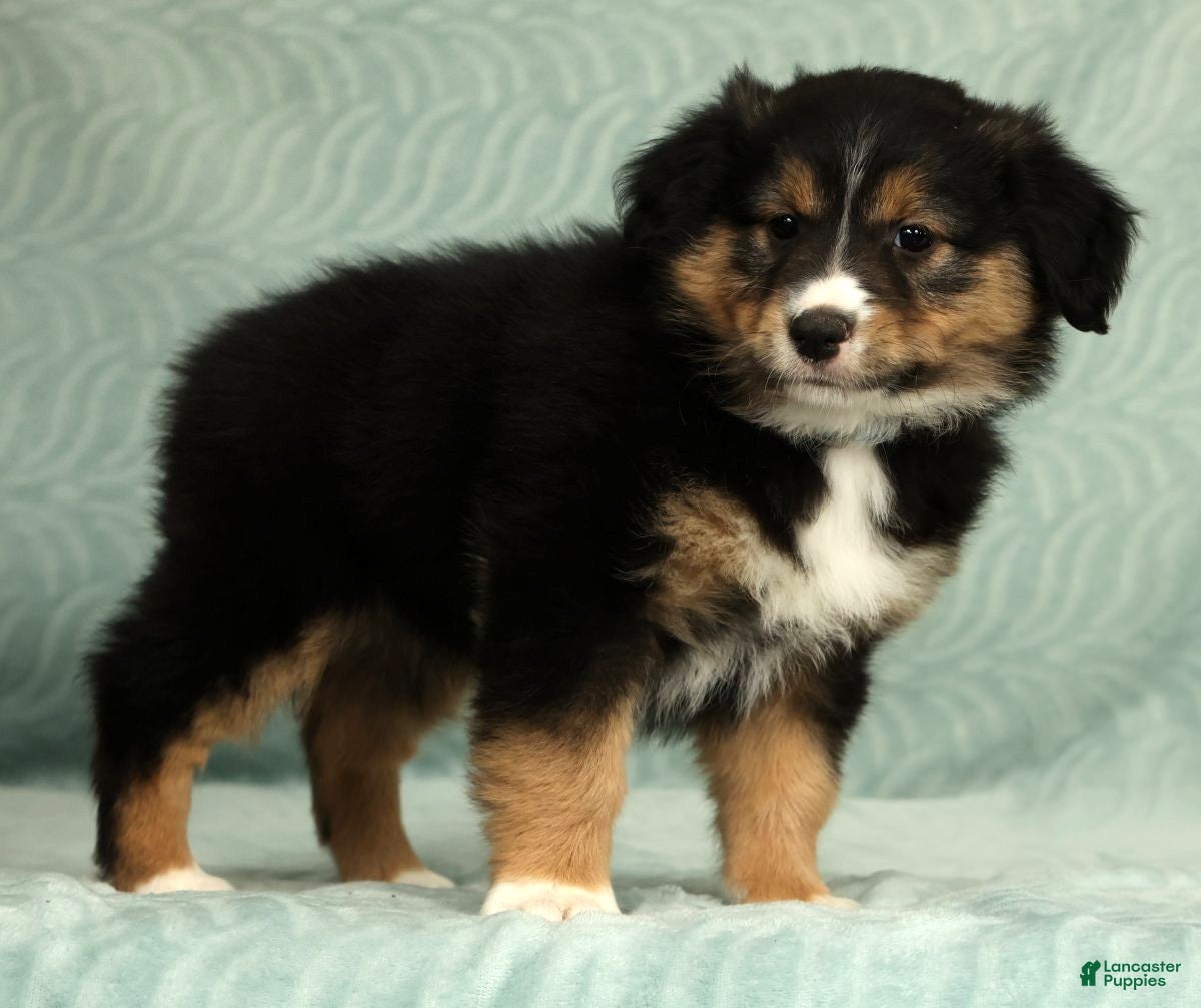 Australian Shepherd dogs for sale: Maisy - Ad 3