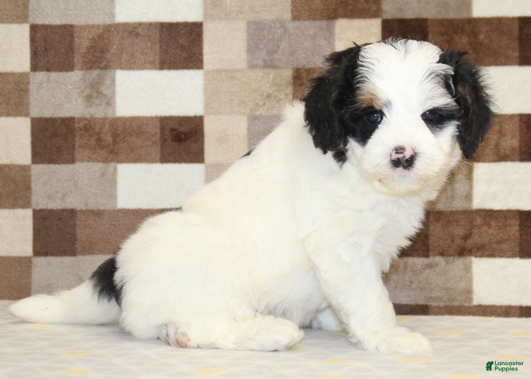 Mini Bernedoodle dogs for sale: Rosco - Ad 4