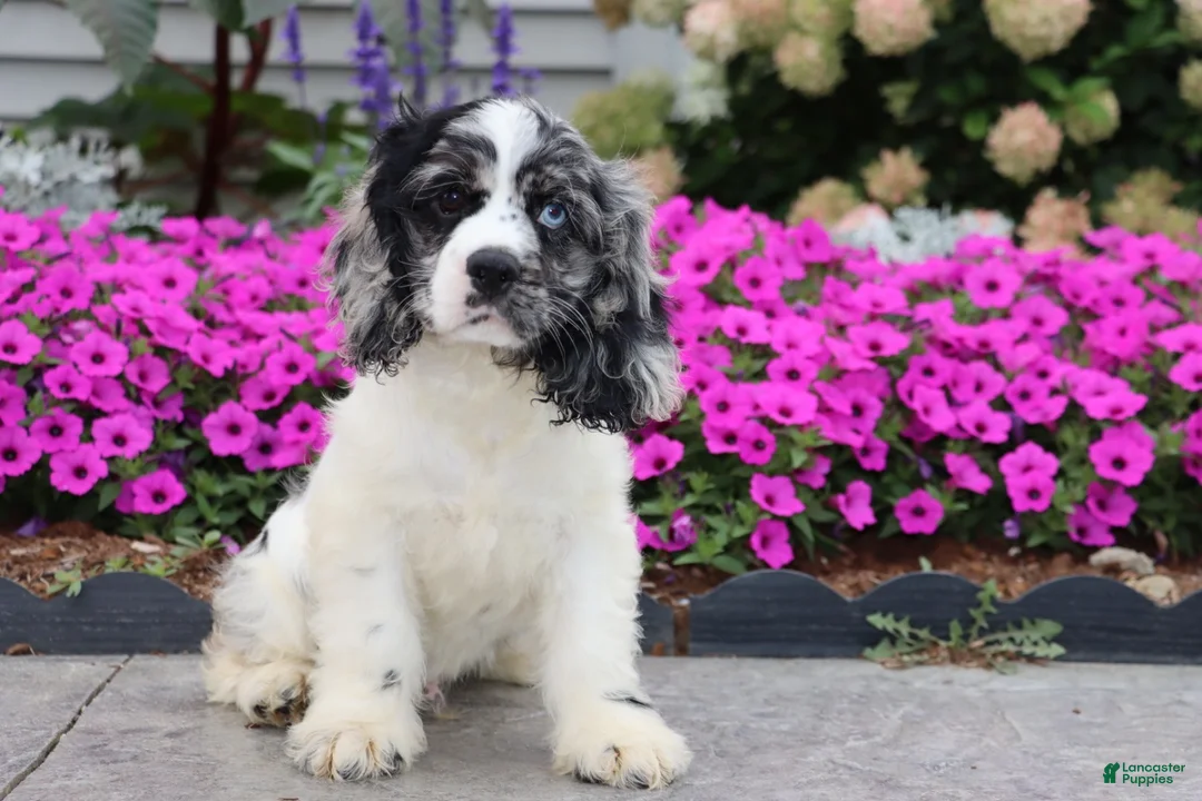 Cocker Spaniel dogs for sale: Apollo - Ad 1