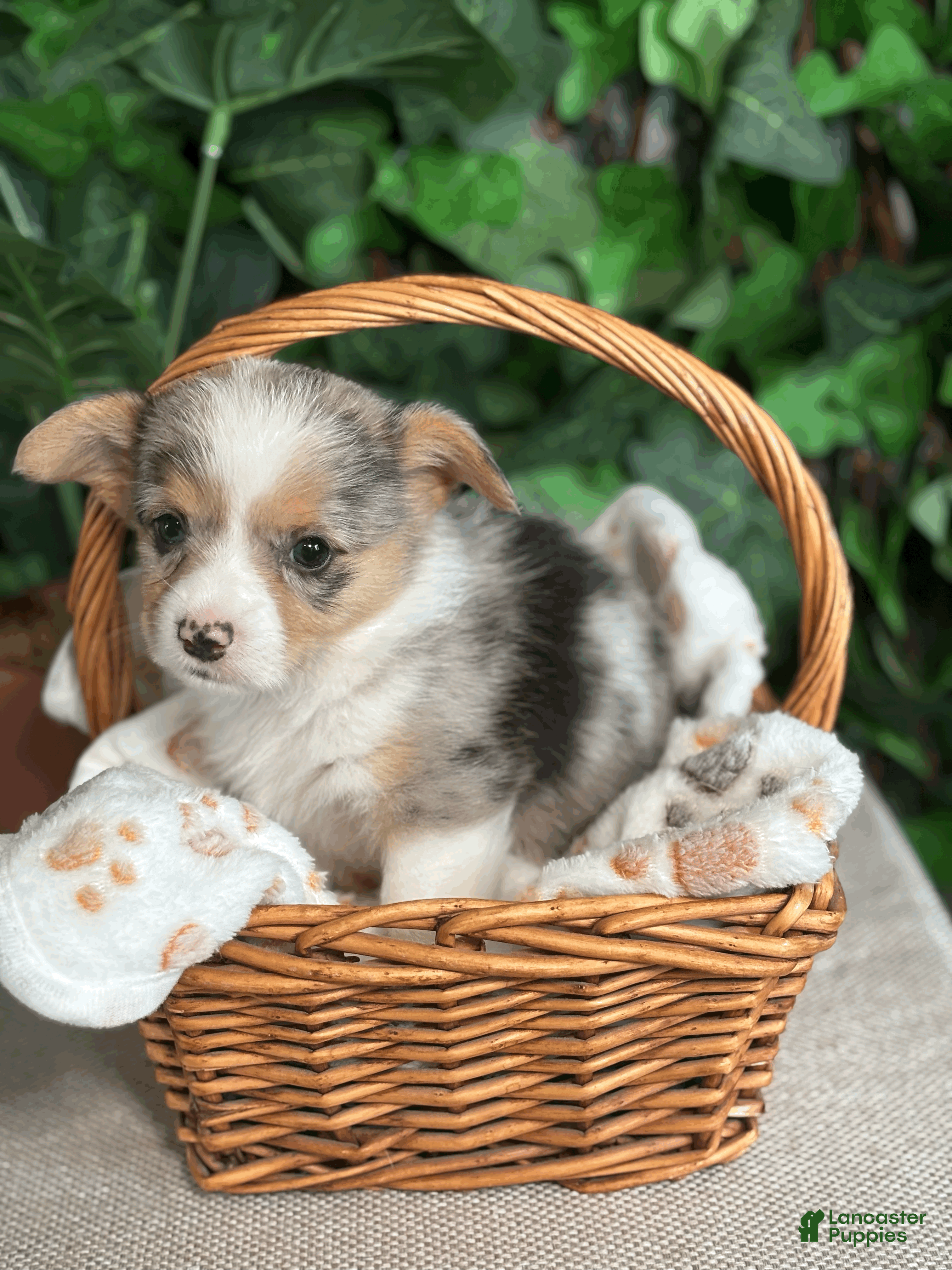 American Corgi dogs Merel Female - Karai - Ad 1