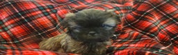 Shih Tzu dogs for sale: COOPER, Shih Tzu, Male, 10 weeks, AKC Champion Blood Line - Ad 2