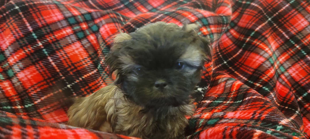 Shih Tzu dogs for sale: COOPER, Shih Tzu, Male, 10 weeks, AKC Champion Blood Line - Ad 2