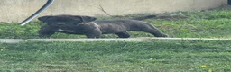 Cane Corso dogs for sale: Cane Corso Puppy 8 - Ad 6