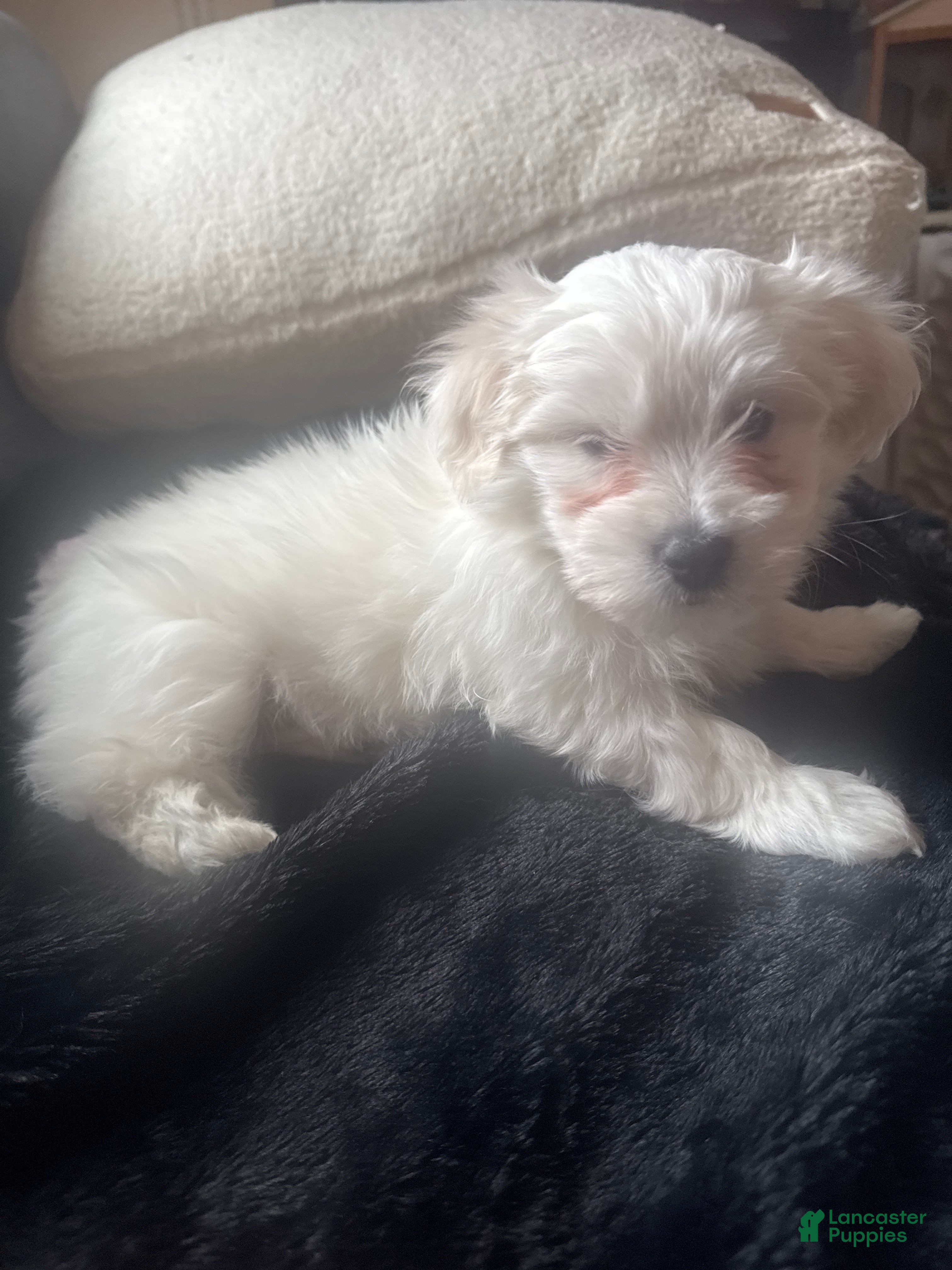 Coton De Tulear dogs Coton De Tulear 2 - Ad 24