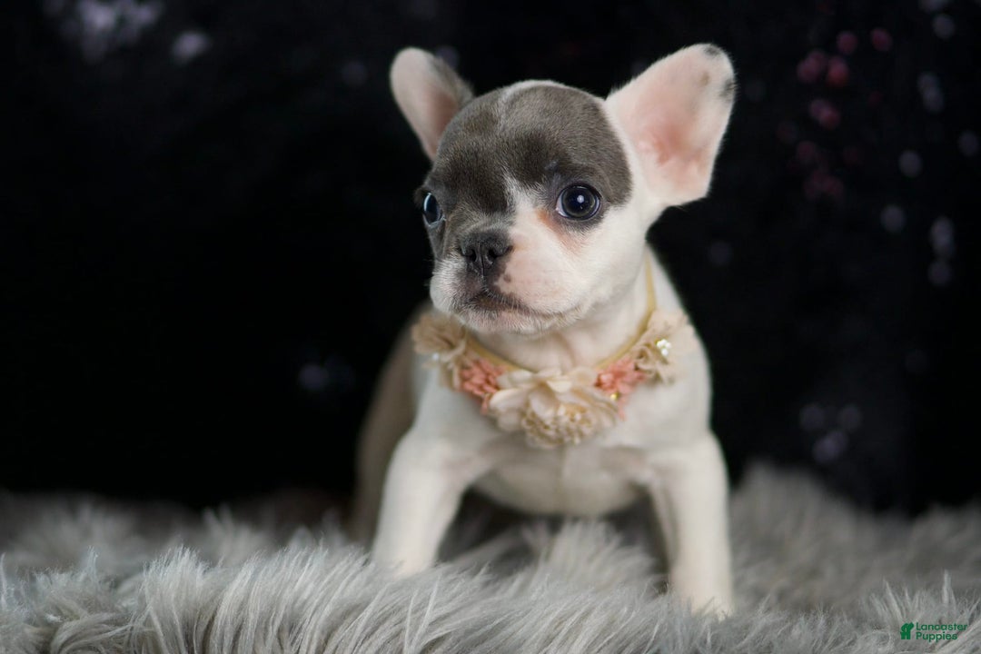 French Bulldog dogs for sale: Vivian - Ad 4