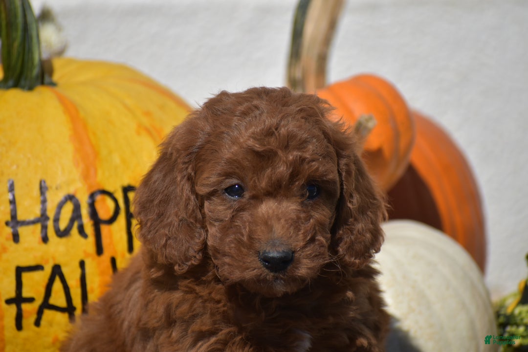 Toy Poodle dogs for sale: Tessa - Ad 8
