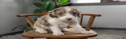 Mixed Breed dogs for sale: Everest - Ad 4